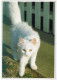 KATZE MIEZEKATZE Tier Vintage Ansichtskarte Postkarte CPSM #PAM160.A - Cats