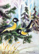 BIRD Animals Vintage Postcard CPSM #PBR514.A - Vögel
