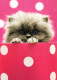 CAT KITTY Animals Vintage Postcard CPSM #PBQ923.A - Katten