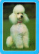 CANE Animale Vintage Cartolina CPSM #PBQ400.A - Hunde