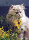 KATZE MIEZEKATZE Tier Vintage Ansichtskarte Postkarte CPSM #PBQ757.DE - Cats