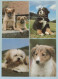 HUND Tier Vintage Ansichtskarte Postkarte CPSM #PAN730.DE - Chiens