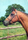CABALLO Animales Vintage Tarjeta Postal CPSM #PBR930.ES - Horses