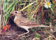 PÁJARO Animales Vintage Tarjeta Postal CPSM #PBR530.ES - Oiseaux