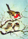 PÁJARO Animales Vintage Tarjeta Postal CPSM #PAM906.ES - Birds