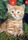 GATO GATITO Animales Vintage Tarjeta Postal CPSM #PAM467.ES - Gatos