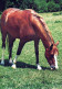 CHEVAL Animaux Vintage Carte Postale CPSM #PBR848.FR - Horses