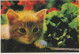 CHAT CHAT Animaux Vintage Carte Postale CPSM #PBR006.FR - Katten