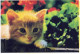 CHAT CHAT Animaux Vintage Carte Postale CPSM #PBR006.FR - Katten