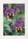 FLOWERS Vintage Postcard CPSM #PBZ782.GB - Blumen
