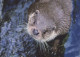 OTTER Animals Vintage Postcard CPSM #PBS909.GB - Other & Unclassified