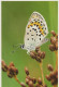 BUTTERFLIES Animals Vintage Postcard CPSM #PBS448.GB - Farfalle