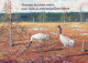BIRD Animals Vintage Postcard CPSM #PBR407.GB - Birds