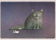 CAT KITTY Animals Vintage Postcard CPSM #PBQ754.GB - Gatos