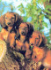 DOG Animals Vintage Postcard CPSM #PAN727.GB - Chiens