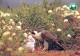 BIRD Animals Vintage Postcard CPSM #PAN215.GB - Vögel