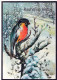 BIRD Animals Vintage Postcard CPSM #PAN031.GB - Birds