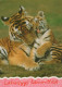 TIGER BIG CAT Animals Vintage Postcard CPSM Unposted #PAM026.GB - Tijgers