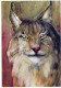 LYNX Animale Vintage Cartolina CPSM #PBS076.IT - Other & Unclassified