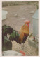 UCCELLO Animale Vintage Cartolina CPSM #PBR596.IT - Birds