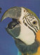 UCCELLO Animale Vintage Cartolina CPSM #PAN341.IT - Oiseaux