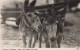 ASINO Animale Vintage CPA Cartolina #PAA036.IT - Burros