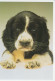 Postal Stationery Sweden Dog - Puppy - Altri & Non Classificati