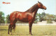 "Horses" Nice Lot Of Three Old Vintage Photo Postcards - Horses