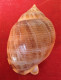 Semicassis Saburon ( Bruguiere, 1792)- 75x 43,5mm. Marbella, Malaga, Spain. - Seashells & Snail-shells