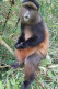 Rwanda - Volcanoes National Park - Singe Doré - Golden Monkey - Parc Des Volcans - Zoo - CPM - Carte Neuve - Voir Scans  - Rwanda