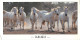 Format Spécial - 210 X 105 Mms - Animaux - Chevaux - Camargue - Etat Léger Pli Visible - Frais Spécifique En Raison Du F - Horses