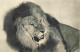 Animaux - Fauves - Lion - Museum National D'Histoire Naturelle - Parc Zoologique Du Bois De Vincennes - Paris - CPSM For - Lions