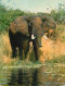 Animaux - Eléphants - Animaux D'Afrique En Liberté - Un Bel Eléphant - CPM - Voir Scans Recto-Verso - Éléphants