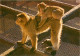 Animaux - Singes - Gibraltar - Rock Ape - Macaque - Carte Neuve - CPM - Voir Scans Recto-Verso - Monkeys
