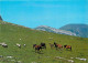 Animaux - Chevaux - Pays Basque - Pottok Et Moutons Sur Les Montagnes Basques - Carte Neuve - CPM - Voir Scans Recto-Ver - Horses