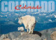 Animaux - Chèvres - United States - Colorado - Mountain Goat - CPM - Voir Scans Recto-Verso - Other & Unclassified