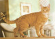 "Whiskas Cats1988 (2), 1998 (1), 1991 (1)" Lot Of Four (4) Modern  Photo Postcards - Gatos