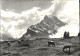 11631499 Braunwald GL Braunwaldalp Mit Ortstock Glarner Alpen Kuehe Braunwald - Andere & Zonder Classificatie