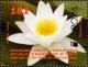 North Macedonia / 2024 / Europa / Stamp And S/S / Underwater Fauna And Flora - Noord-Macedonië