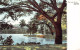 Sri Lanka - KANDY - The Lake - Publ. The Colombo Apothecaries Co. Ltd. 3393 - Sri Lanka (Ceylon)