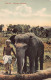 Sri Lanka - Colombo Elephant - Publ. S.D.H.M. Sadoon 38 - Sri Lanka (Ceylon)