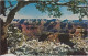 Delcampe - 91 - Grand Canyon National Park (6 Cartes) - Gran Cañon