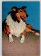 12093408 - Hunde  Collie Ca 1965 AK - Dogs