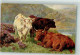 39748508 - Galloway T.S.N. Serie 689 - Vaches
