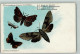 13023208 - Schmetterlinge Aus Medicus - Butterflies