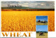 10-5-2024 (4 Z 36) Australia - NSW - Wheat Farming In Narrandera (posted With Quoll Stamp In 1997) - Cultures