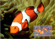 10-5-2024 (4 Z 38) Australia (1 Card) Maxicard (if Not Sold Will NOT Be Re-listed) Reef Fish - Cartoline Maximum