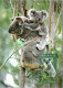 10-5-2024 (4 Z 38) Australia (1 Card) Maxicard (if Not Sold Will NOT Be Re-listed) Koala Bear - Maximum Cards