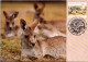 10-5-2024 (4 Z 38) Australia (1 Card) Maxicard (if Not Sold Will NOT Be Re-listed) Grey Kangaroo - Maximum Cards