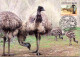 10-5-2024 (4 Z 38) Australia (1 Card) Maxicard (if Not Sold Will NOT Be Re-listed) Emu Bird - Cartoline Maximum
